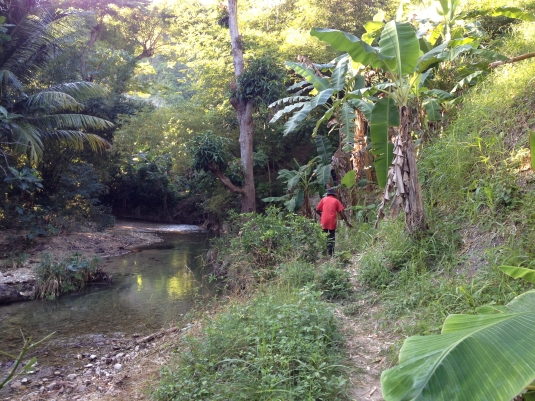 Haiti's forests are teeming with bananas, coconuts, breadfruit, papayas, almonds, mangos, etc.